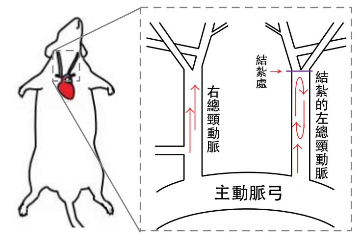 〔说明〕图上所示的左,右总颈动脉的「左」,「右」是以小鼠为依据.